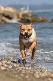 AMSTAFF ADULT 044